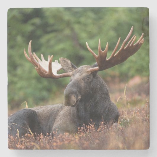 Moose Stenen Onderzetter (Voorkant)