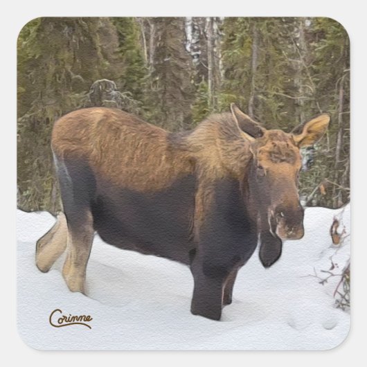 Moose - Stickers voor enveloppen (Voorkant)