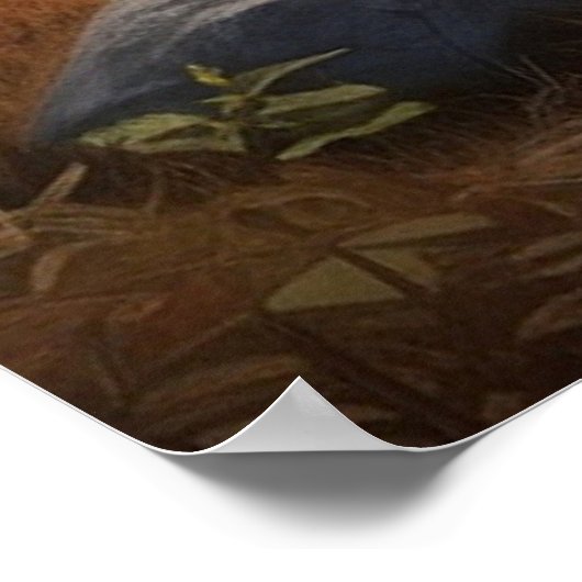 *~* MOOSE Stream Natuur Cabine Forest AP49 Poster (Hoek)