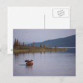 Moose Swimming in Lake Briefkaart (Voorkant / Achterkant)