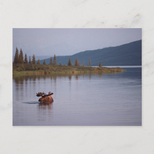 Moose Swimming in Lake Briefkaart (Voorkant)