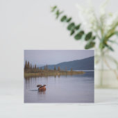 Moose Swimming in Lake Briefkaart (Staand voorkant)