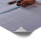 Moose Swimming in Lake Poster (Hoek)