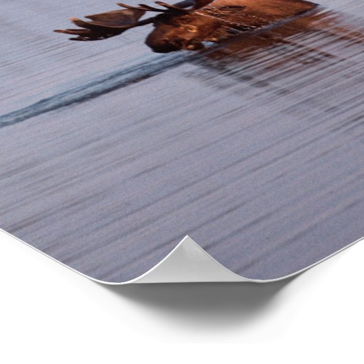 Moose Swimming in Lake Poster (Hoek)
