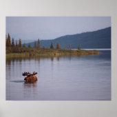 Moose Swimming in Lake Poster (Voorkant)