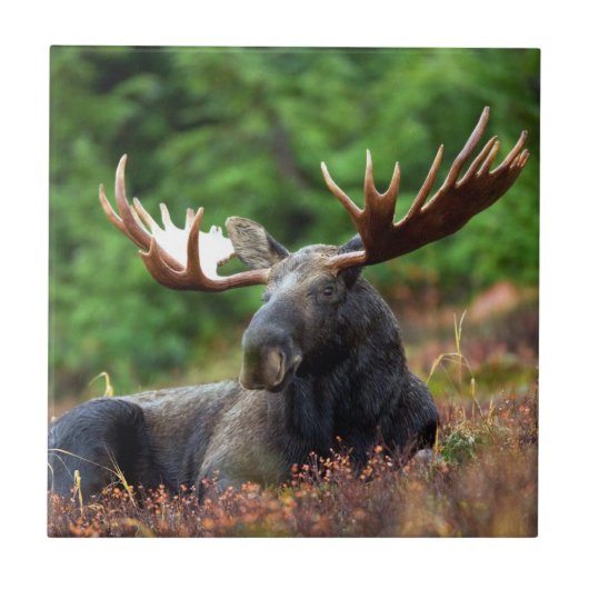 Moose Tegeltje (Voorkant)