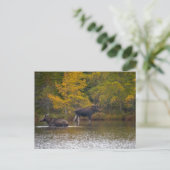 Moose Time Two Briefkaart (Staand voorkant)