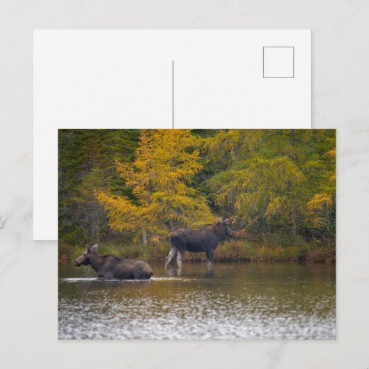 Moose Time Two Briefkaart (Voorkant / Achterkant)