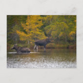 Moose Time Two Briefkaart (Voorkant)