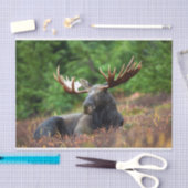 Moose Tissuepapier (Craft)