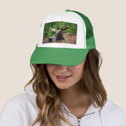Moose Trucker Pet (In situ)