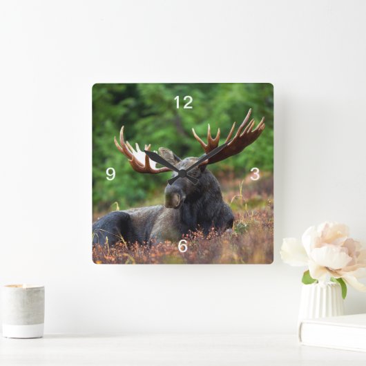 Moose Vierkante Klok (Huis)