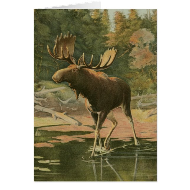 Moose Walting in Water (Voorkant)