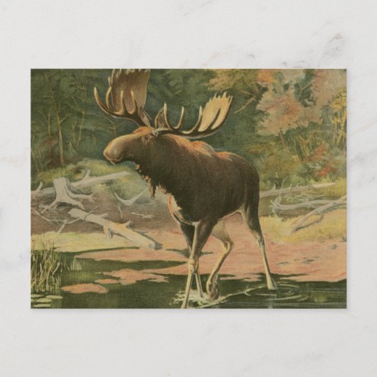 Moose Walting in Water Briefkaart (Voorkant)