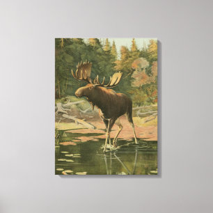 Moose Walting in Water Canvas Afdruk