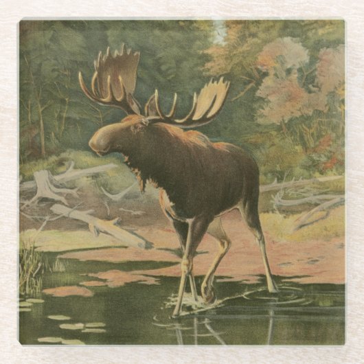 Moose Walting in Water Glazen Onderzetter (Voorkant)
