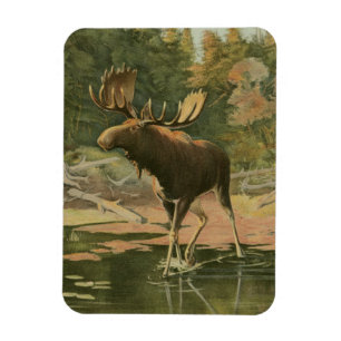 Moose Walting in Water Magneet