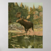 Moose Walting in Water Poster (Voorkant)