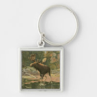 Moose Walting in Water