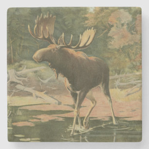 Moose Walting in Water Stenen Onderzetter
