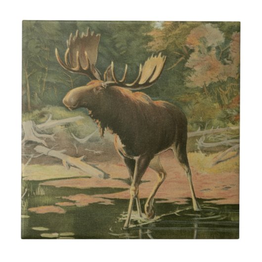 Moose Walting in Water Tegeltje (Voorkant)