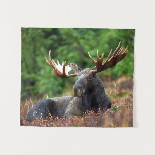 Moose Wandkleed (Voorkant (horizontaal))