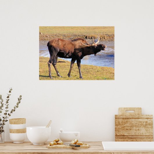 Moose zegt "Cheese" Poster (Keuken)