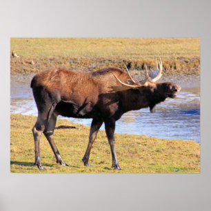 Moose zegt "Cheese" Poster