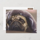 Mops Aura Briefkaart (Voorkant / Achterkant)