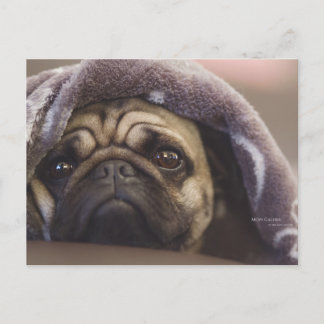 Mops Aura Briefkaart