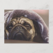 Mops Aura Briefkaart (Voorkant)