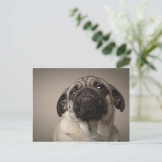 Mops Aura Briefkaart (Staand voorkant)