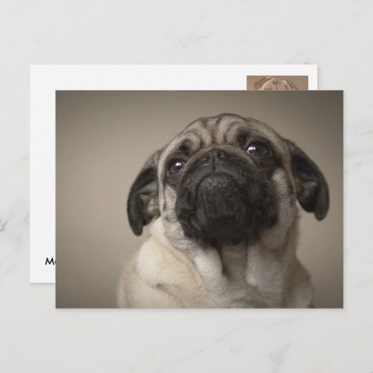 Mops Aura Briefkaart (Voorkant / Achterkant)