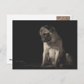 Mops Aura Briefkaart (Voorkant / Achterkant)