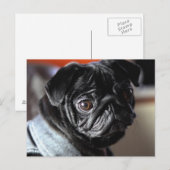 Mops Briefkaart (Voorkant / Achterkant)