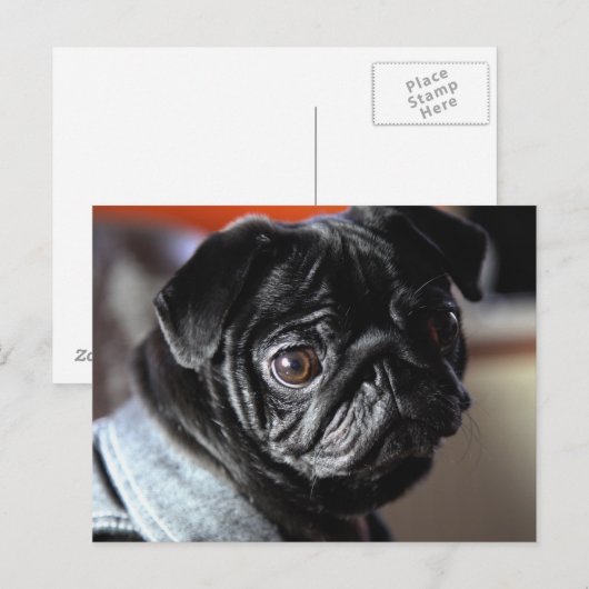 Mops Briefkaart (Voorkant / Achterkant)