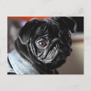 Mops Briefkaart