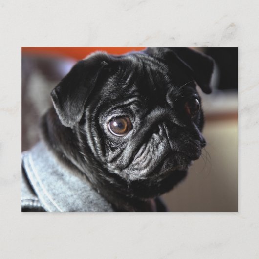 Mops Briefkaart (Voorkant)