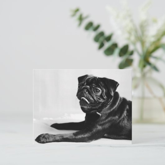 Mops Briefkaart (Staand voorkant)
