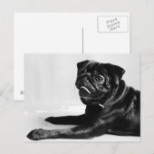 Mops Briefkaart (Voorkant / Achterkant)