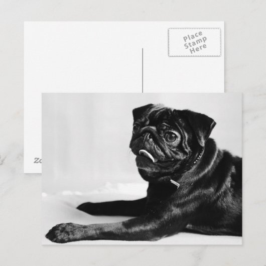 Mops Briefkaart (Voorkant / Achterkant)