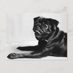 Mops Briefkaart