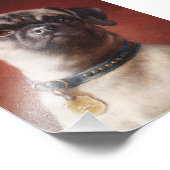 Mops Foto Foto Afdruk (Hoek)