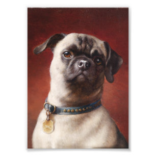 Mops Foto Foto Afdruk