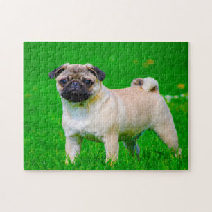 Mops-honden. Legpuzzel