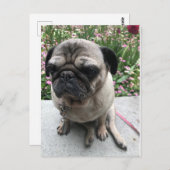 Mops im Garten Briefkaart (Voorkant / Achterkant)