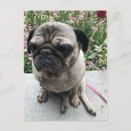 Mops im Garten Briefkaart