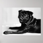 Mops Poster (Voorkant)