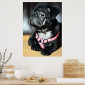 Mops Poster (Keuken)