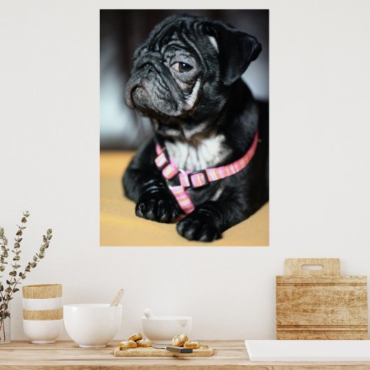 Mops Poster (Keuken)